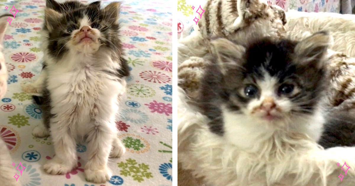 Rescue Kitten With Rare Condition Stays Tiny Forever - National Kitty