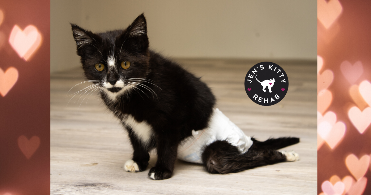 Paralyzed Kitten Rescued from Road Purrs with Gratitude & Wears Tiny Diaper