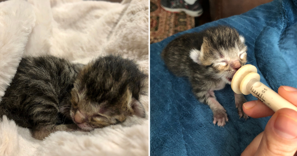 Tiny but Mighty Orphan Kitten Grows Big & Strong Despite the Odds