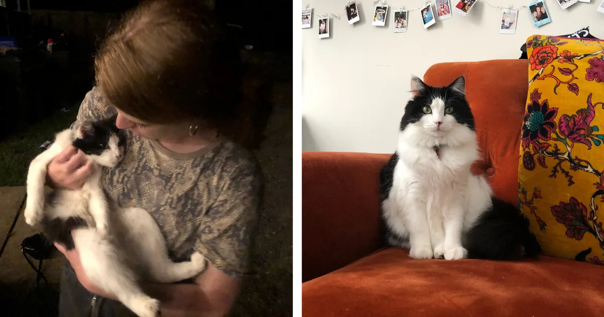Sick Cat Suddenly Disappears, Woman Shocked To Find Her Picture Online