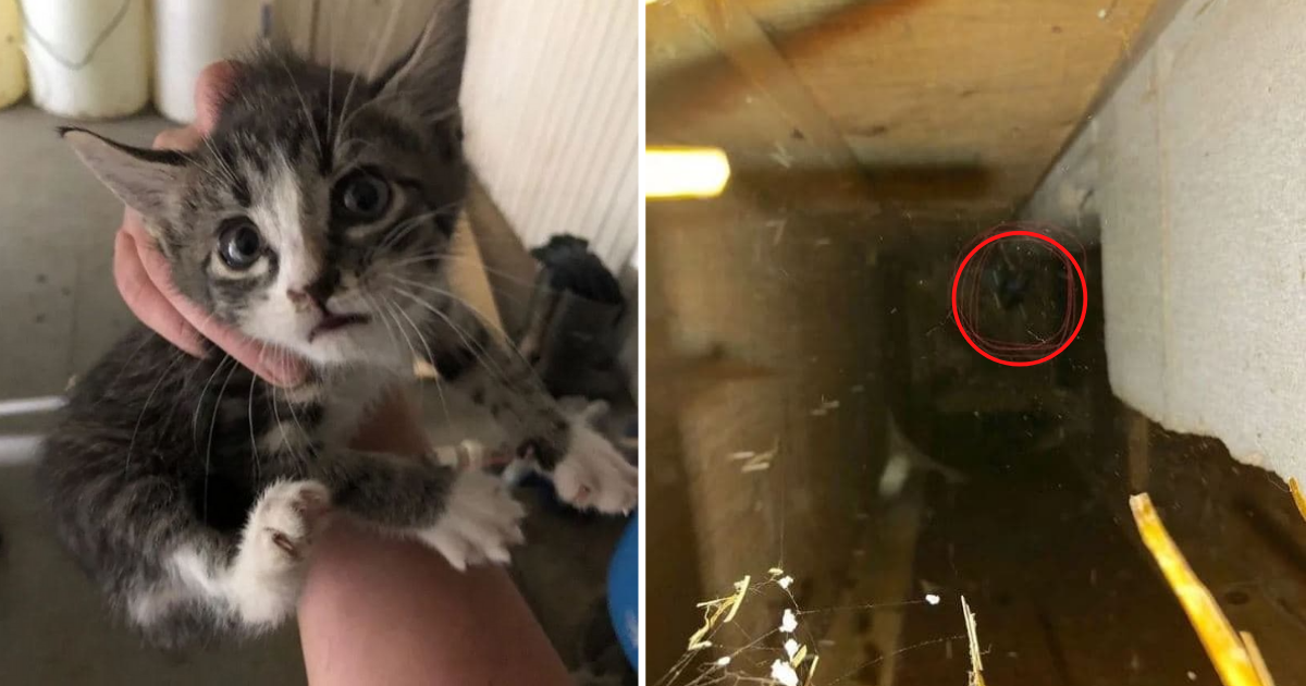 Scared Kitten Rescued from Hole in Wall Purrs with Gratitude – Can’t Wait to Snuggle!