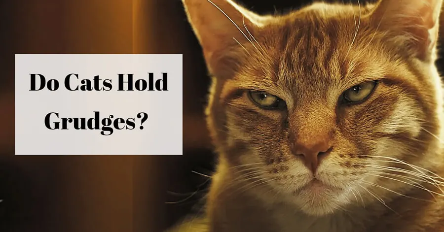 Do Cats Hold Grudges?