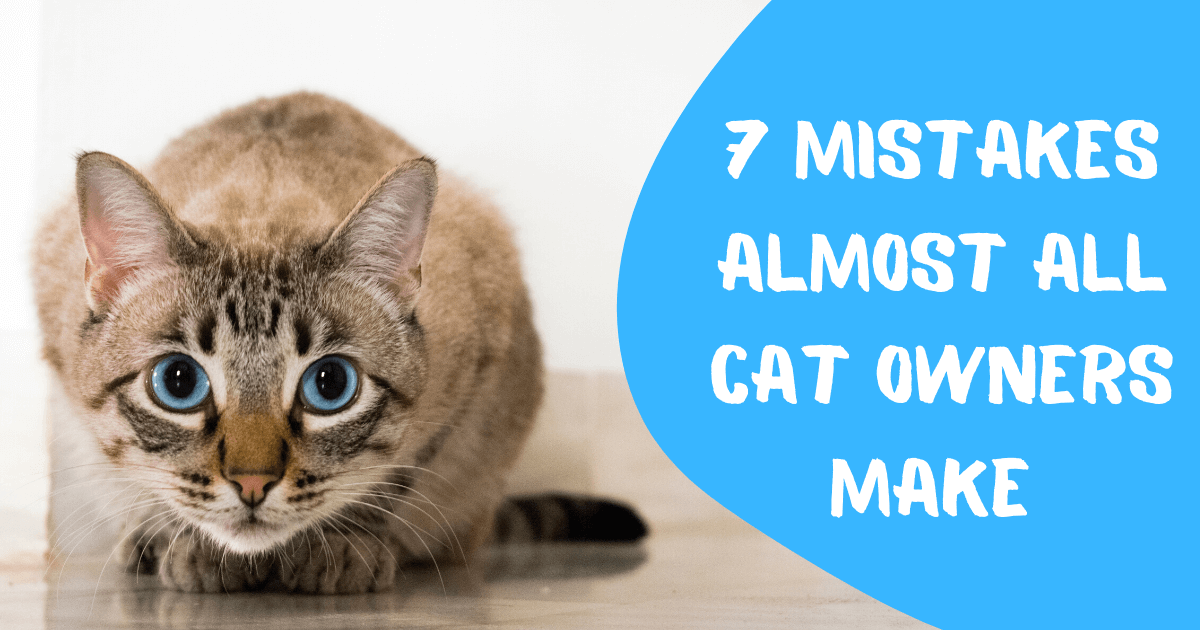 7 Mistakes Almost All Cat Owners Make
