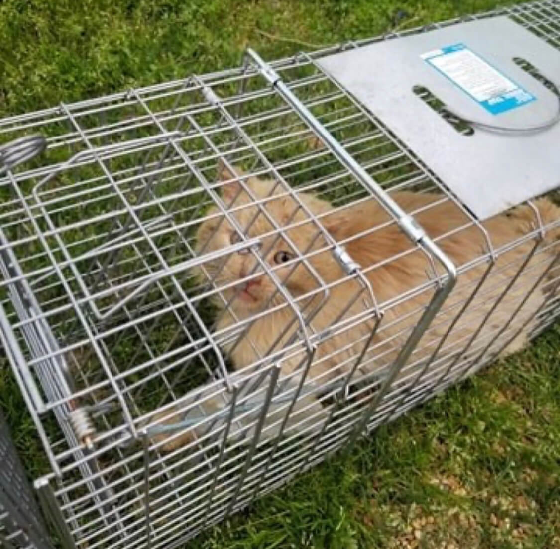 Elderly Cat With Hole In Chest Saved by Woman Who Refused to Give Up On Him