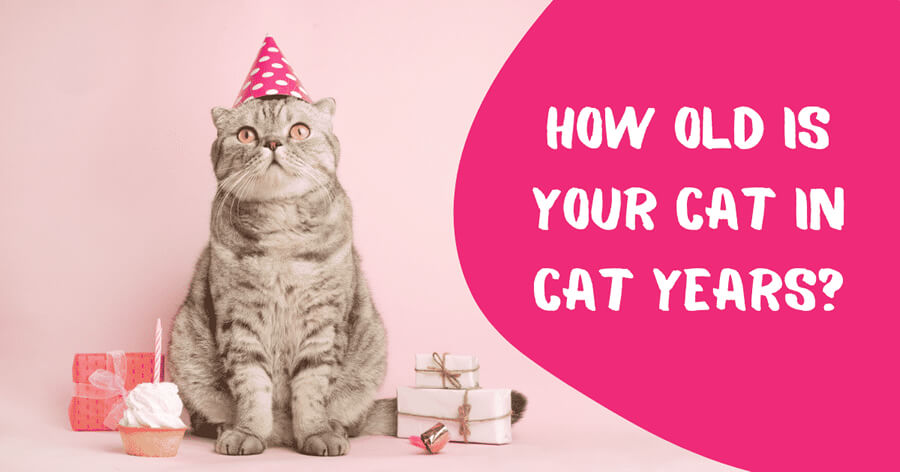 How Old Is My Cat In Cat Years 