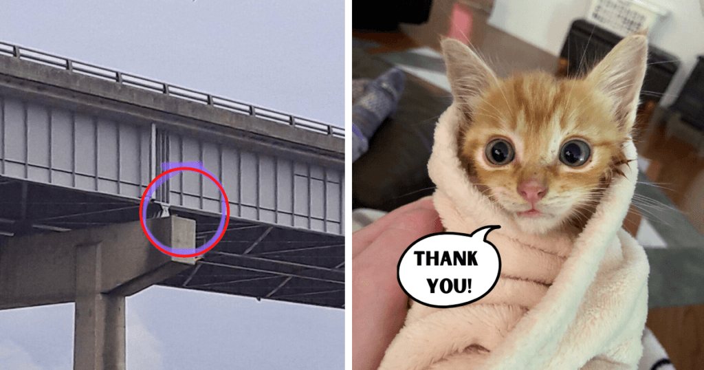 Crying Kitten Trapped in Bridge Squeaks with Joy After Rescued by Local ...