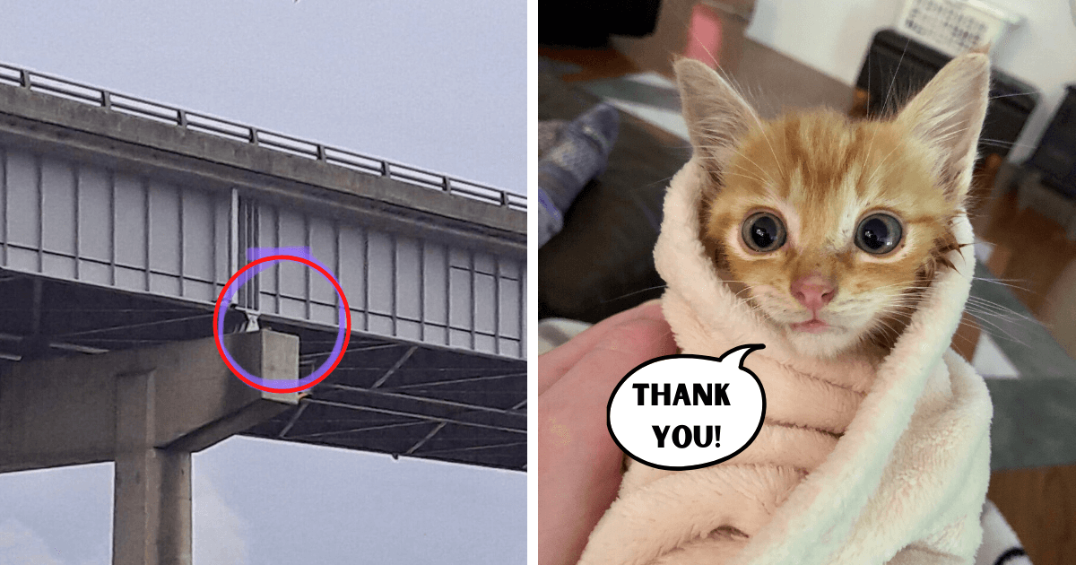 Crying Kitten Trapped in Bridge Squeaks with Joy After Rescued by Local Heroes