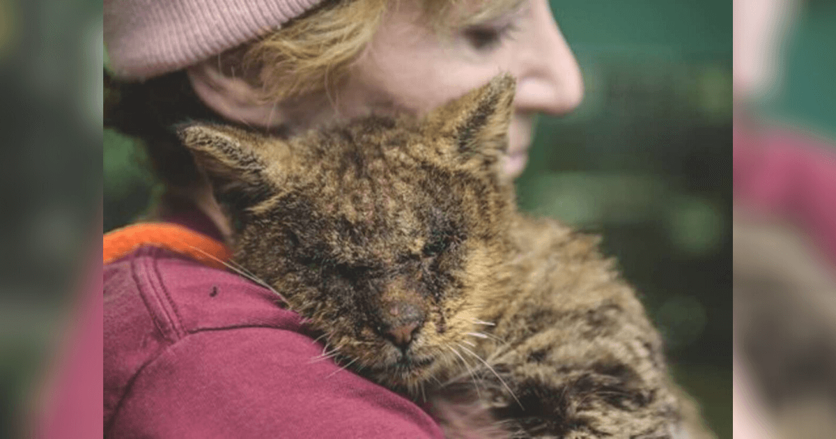 Woman Holds Cat No One Would Touch, Saves Him From Life of Suffering
