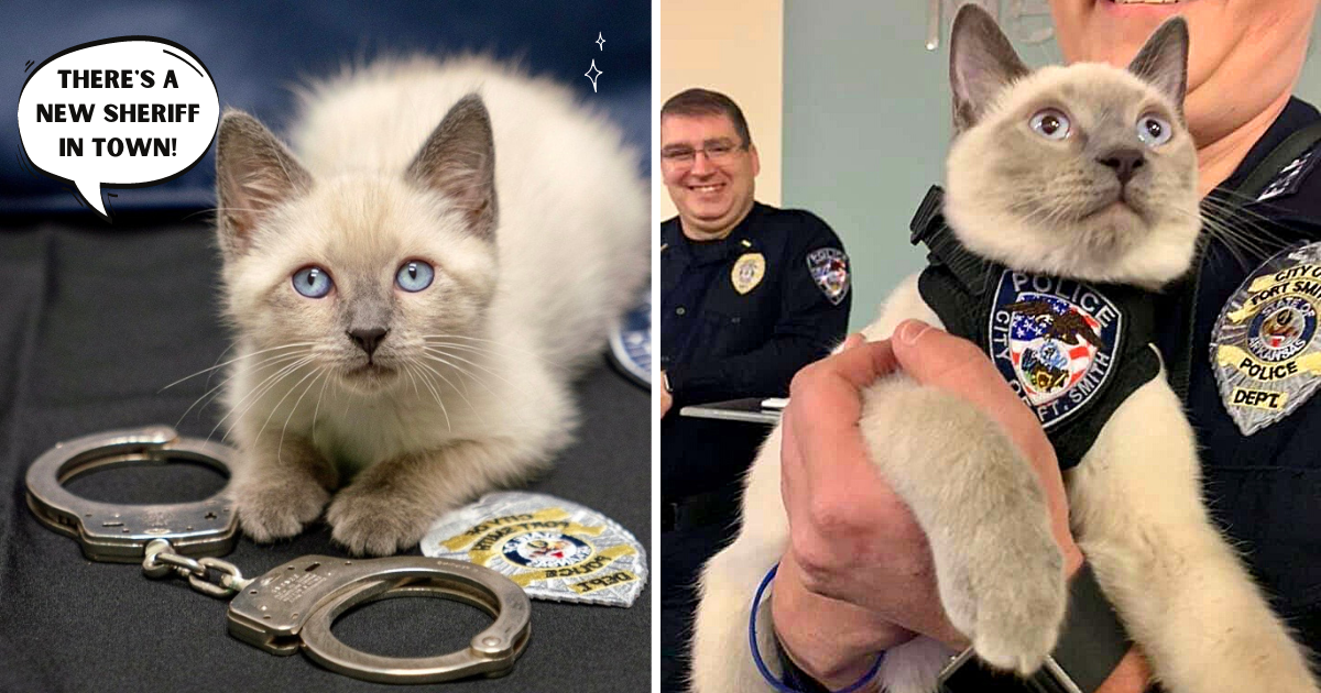 Rescue Kitten Sworn In as Police Department’s ‘Pawfficer’ – Ready to Report for Duty