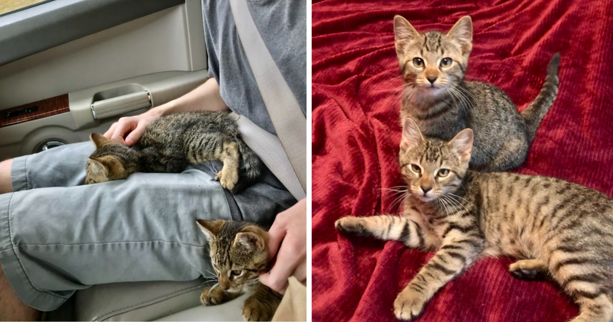 Dumped Gas Station Kittens Cling to Mother & Son Who Refused to Leave Without Them