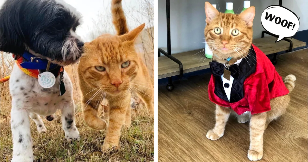 Stray Kitten Becomes Doggie Daycare Manager – Doesn’t Know He’s a Cat