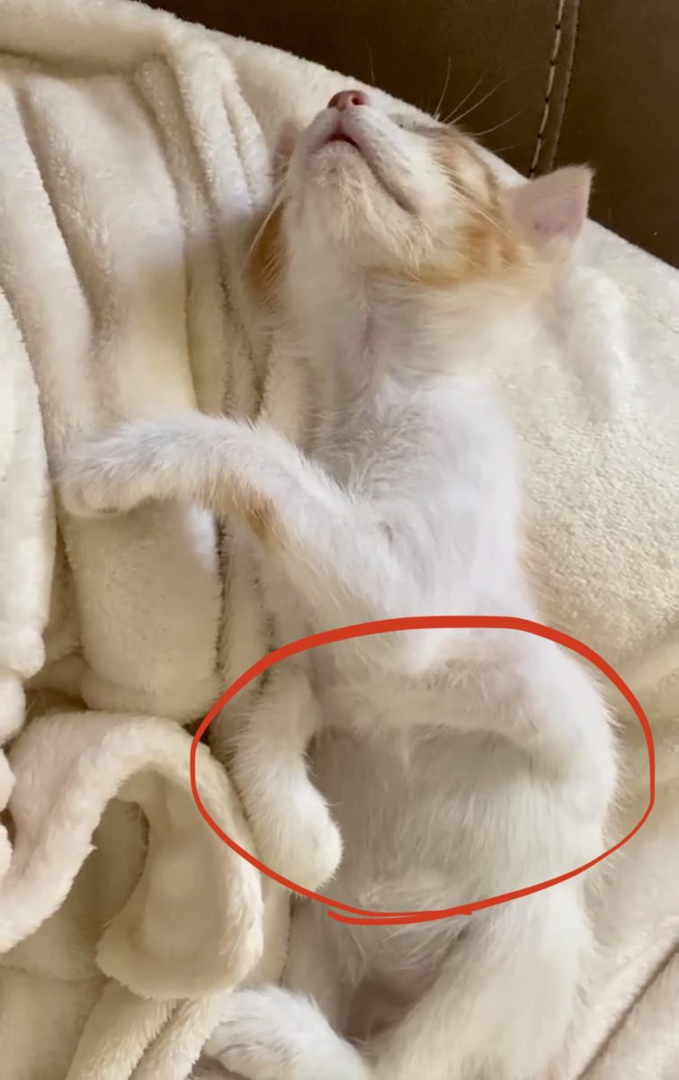 Kitten Uses Last Breath to Cry for Help, Woman Drops Everything to Save Him