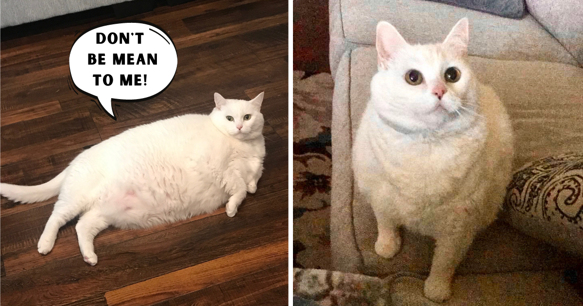 Family Stands Up for Bullied “Fat” Cat – She’s Beautiful No Matter What People Say