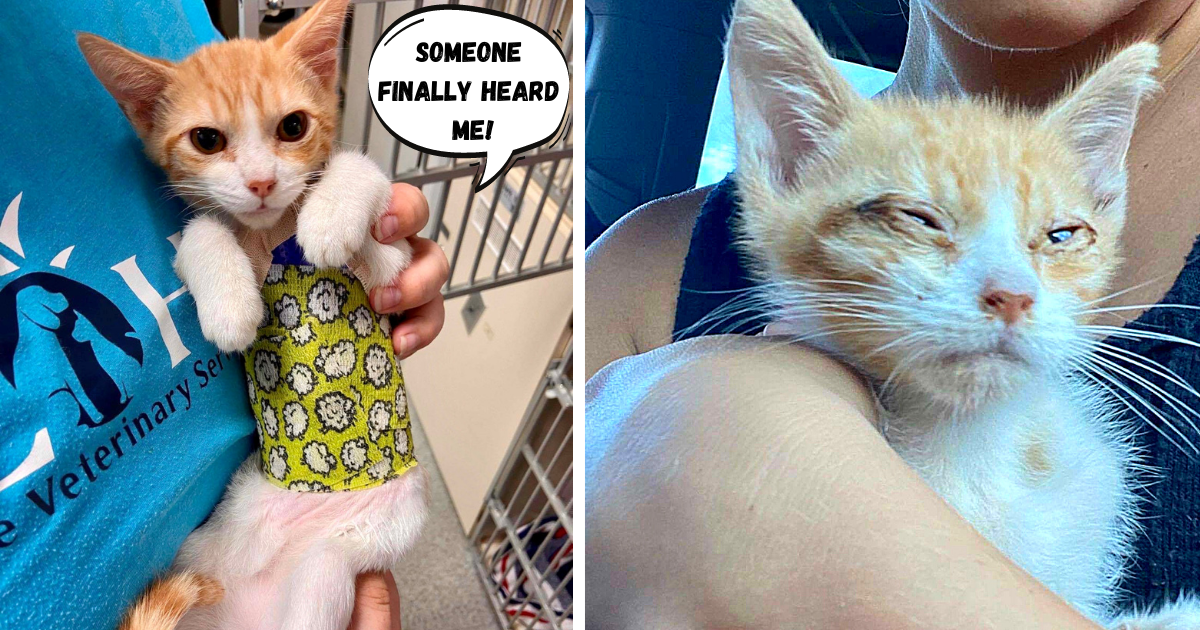 Kitten Uses Last Breath to Cry for Help, Woman Drops Everything to Save Him
