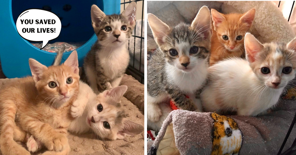 Kittens Rescued From Sealed Box Just in Time, Now Happy to Live Their Best Lives