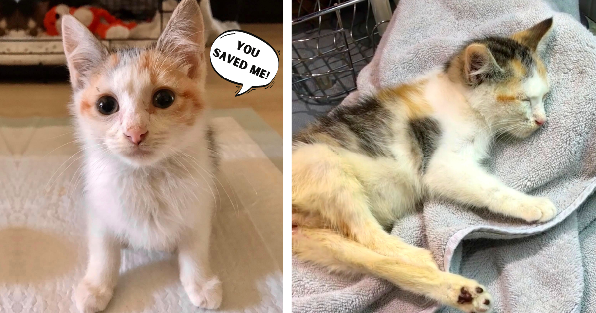 Paralyzed Kitten Found Struggling on Streets Clings to Rescuers & Won’t Let Go