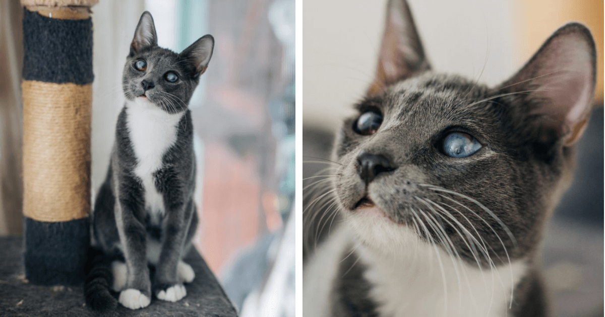 Kitten with “Galaxy Eyes” Can Barely See, Trusts Kind Man to Help Him Heal