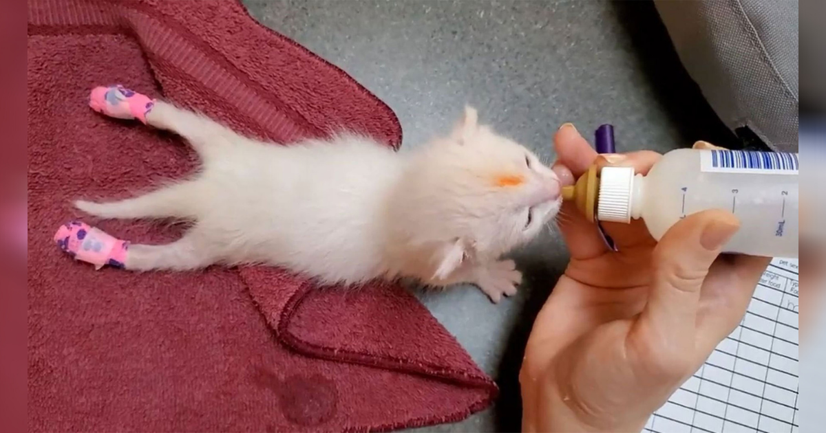 5-day-old Orphan Kitten Born Unable to Walk, Shelter Staff Make Tiny Splints for Him