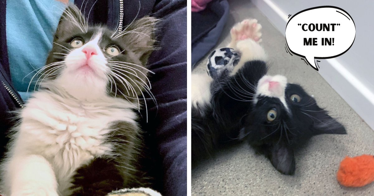 Stray Kitten Rescued by Census Worker So Happy She Was ‘Counted’ Worthy of Love