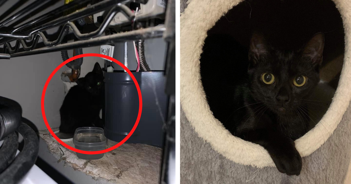 Kitten Trapped Under Water Heater For 10 Days – So Thankful When Help Arrives