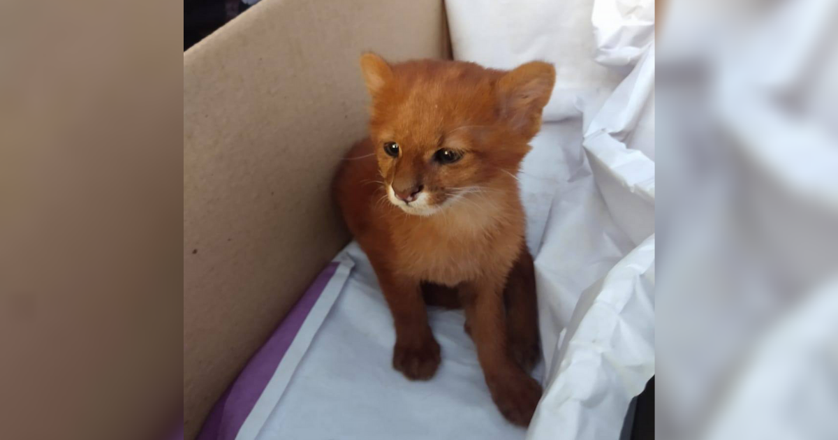 Woman Takes Orphaned Rescue ‘Kitten’ to Vet, Discovers He’s Actually A Puma Cub