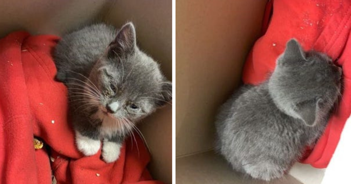 Kitten Trapped in Car Engine Cries For Help, Family Calls Fire Dept to Come Save Him
