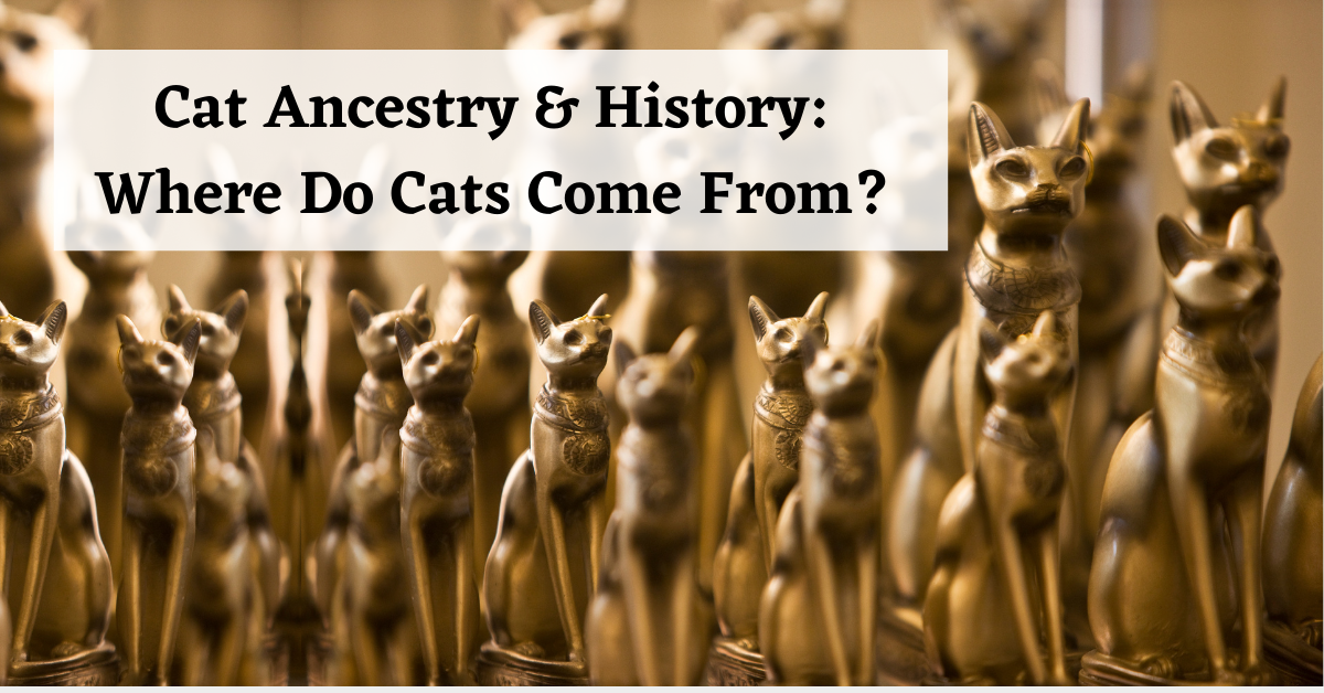 Cat Ancestry: Where Do Cats Come From?