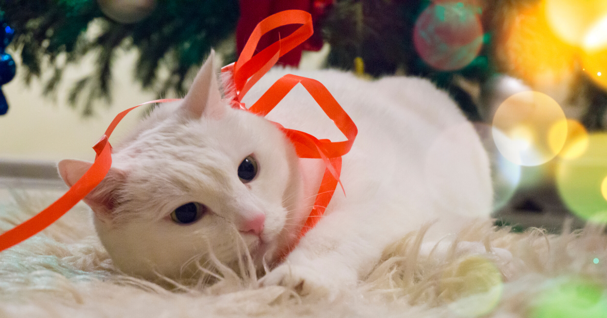 Holiday Hazards for Cats: Why String, Ribbon, and Tinsel Are Dangerous