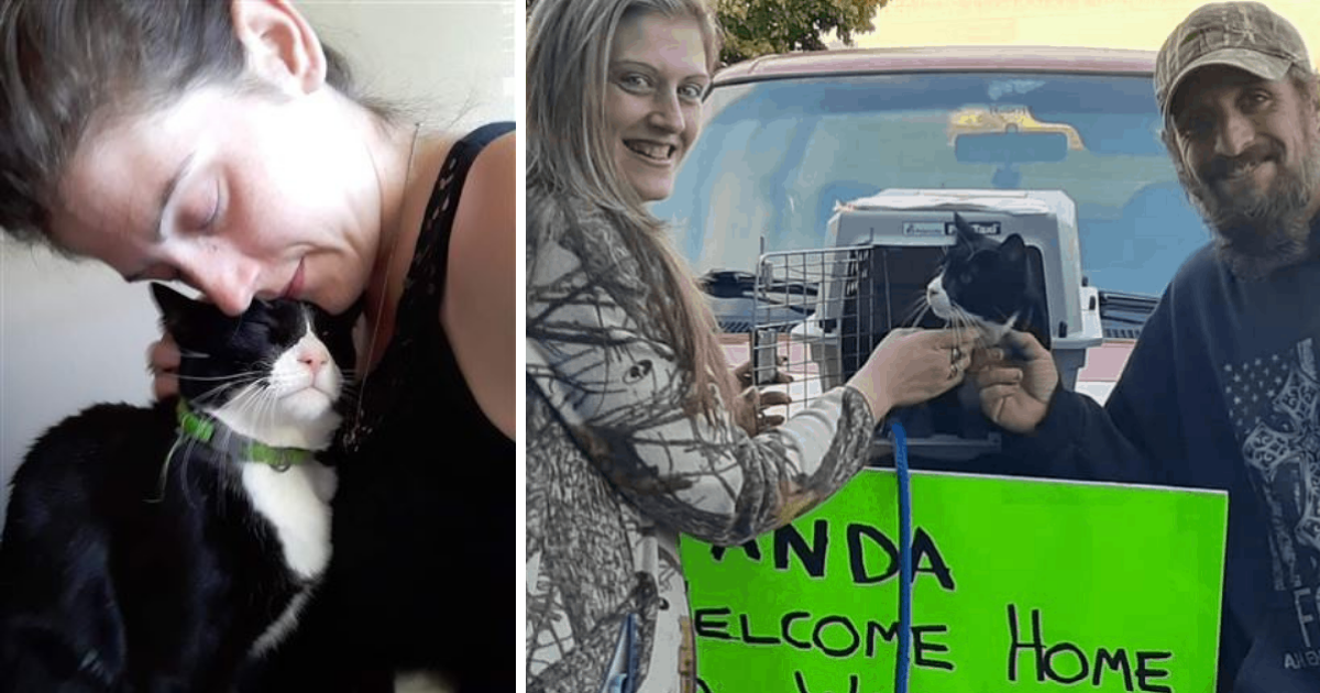 Seattle Couple’s Missing Cat Turned Up 2,500 Miles Away in Alaska