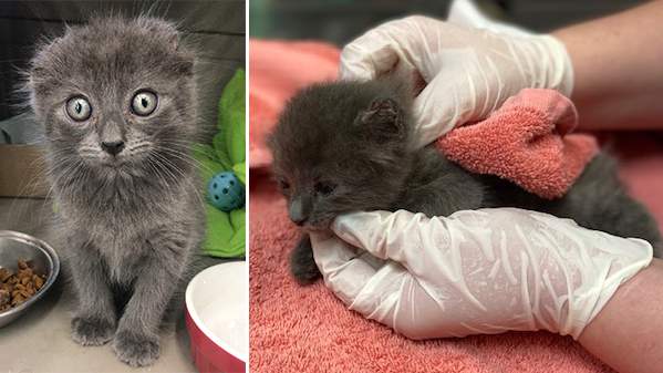 Abused Kitten Missing Ears & Tail Works Hard to Conquer Fears and Trust Humans
