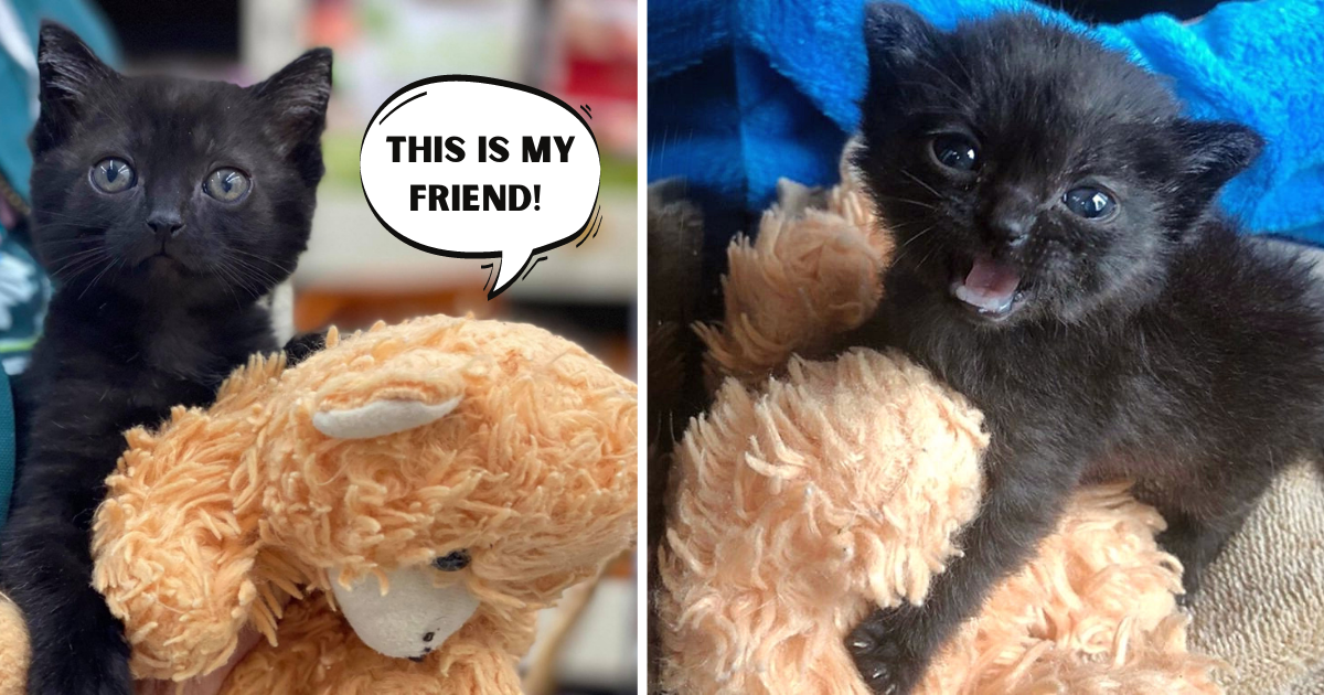 Orphan Kitten Found Freezing in Barn Insists on Taking Teddy Bear Everywhere