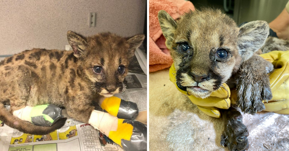 Heroic Firefighters Rescue Injured Puma Cub from Wildfire