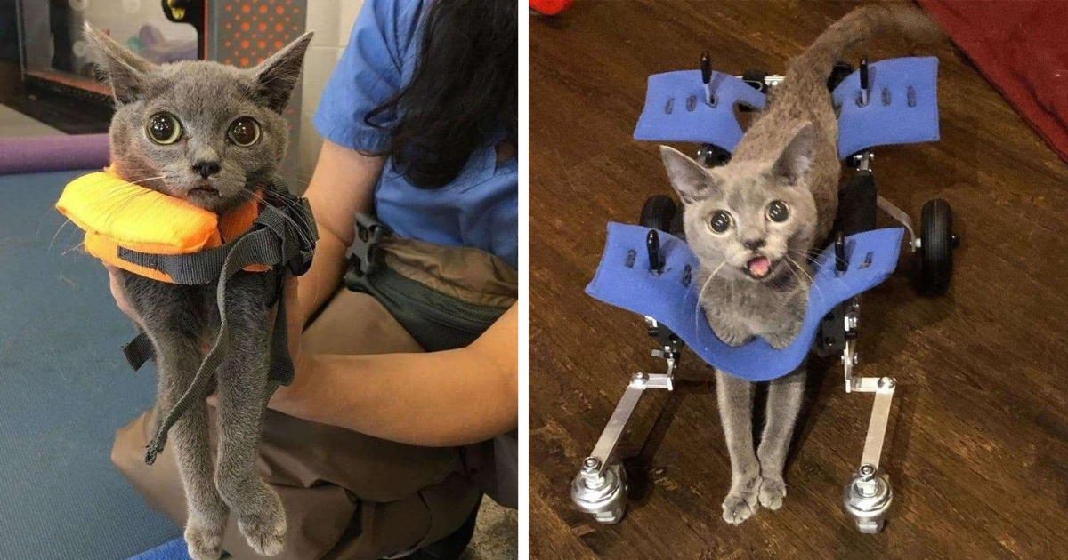 Special Kitten with Long Fangs & Crooked Legs Works Hard to Overcome Disability