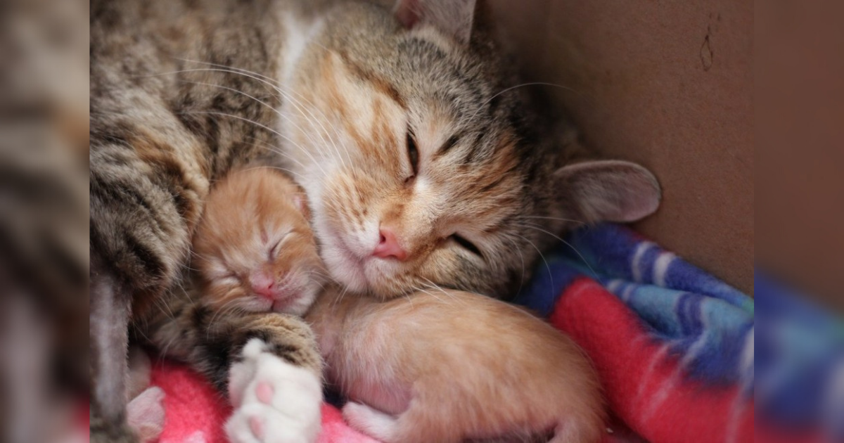 Young Mama Cat Can’t Part With Runt Kitten, So Grateful They’re Adopted Together