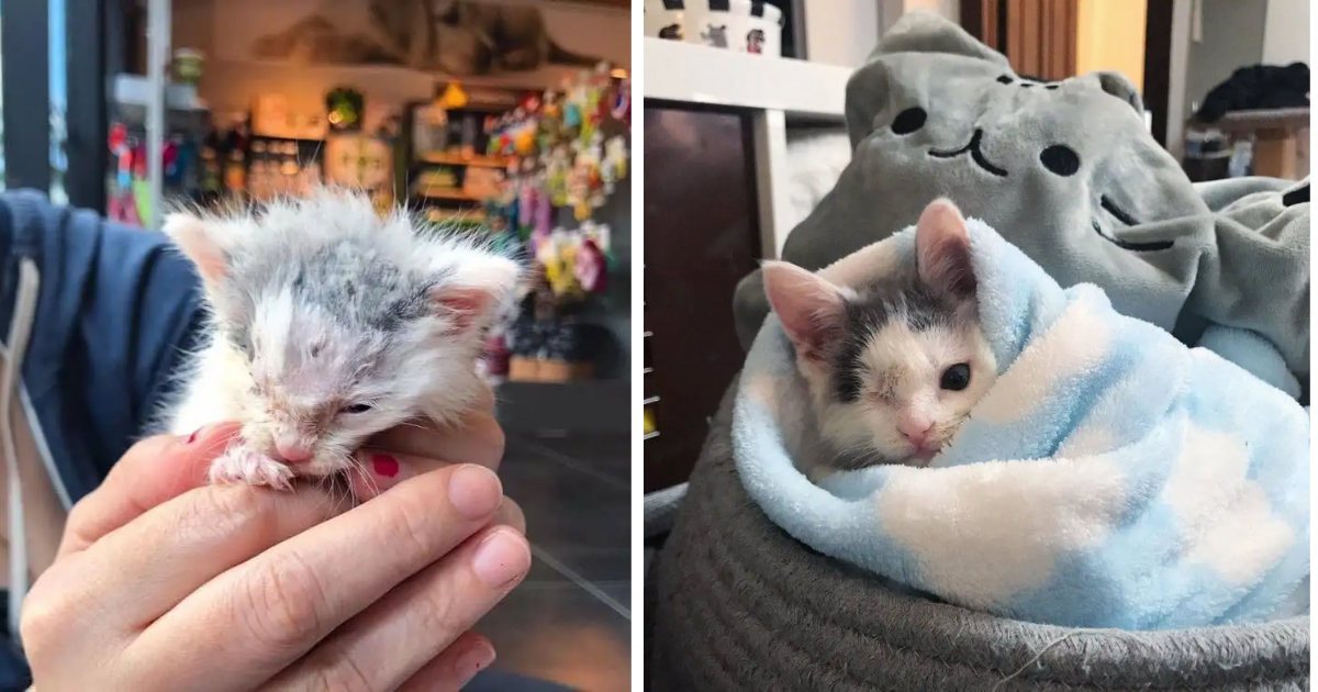 Orphan Kitten Lost One Eye in Animal Attack – Now Has The Cutest Wink