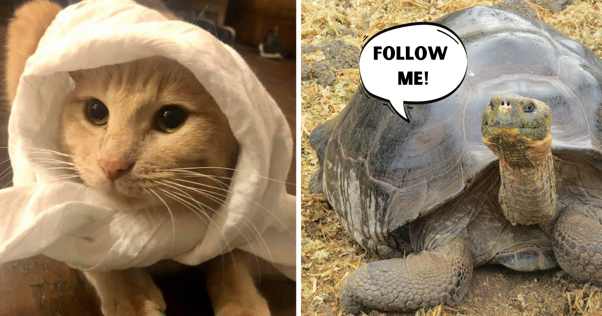 Giant Tortoise Somehow Leads Hungry Stray Cat to New Forever Home
