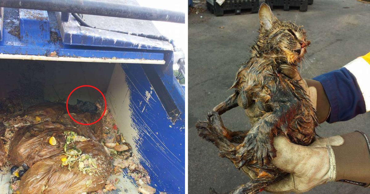 Kitten Buried Under 5 Tons of Trash Rescued from Garbage Truck Just in Time