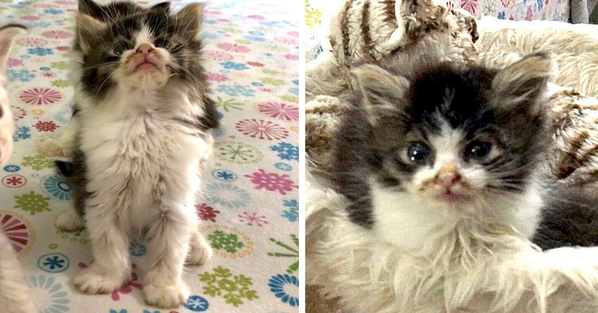Special Kitten With Rare Condition Stays Tiny Forever