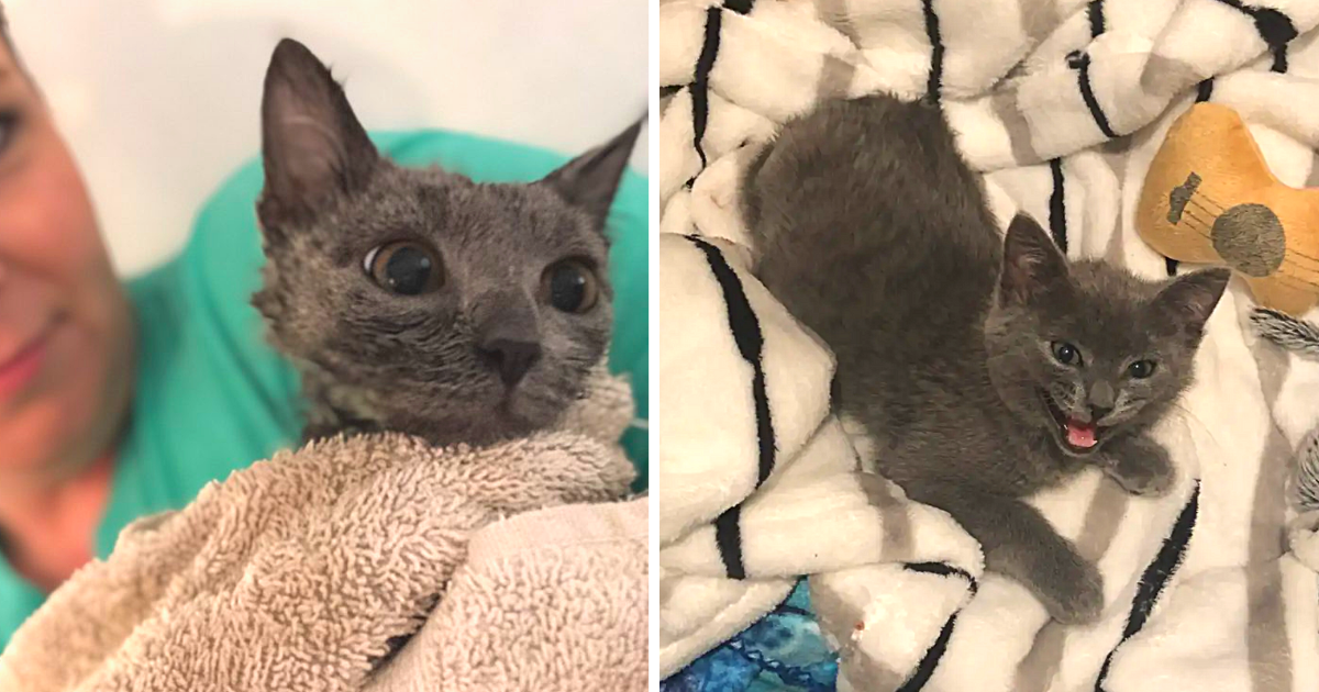 Injured Kitten Almost Has Leg Amputated – Shocks Vet with “Impossible” Recovery