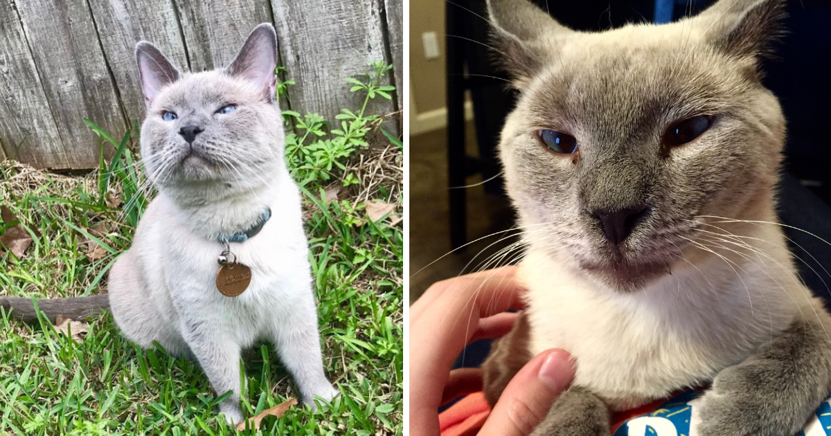 Sick Cross-Eyed Cat Follows Woman Home & Shown Love for Very First Time