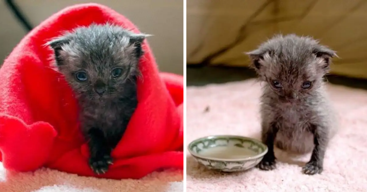 Newborn Kitten Found Squirming in Rain Puddle Almost Mistaken as Rat