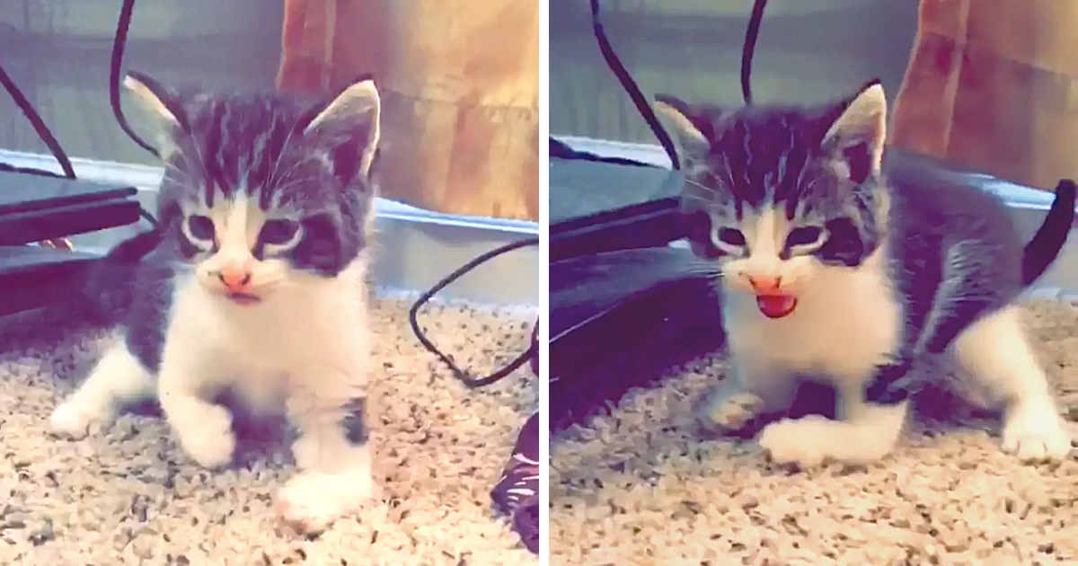 Special Kitten with Wobbly Legs Accepted by Family Who Thinks He’s Perfect the Way He Is