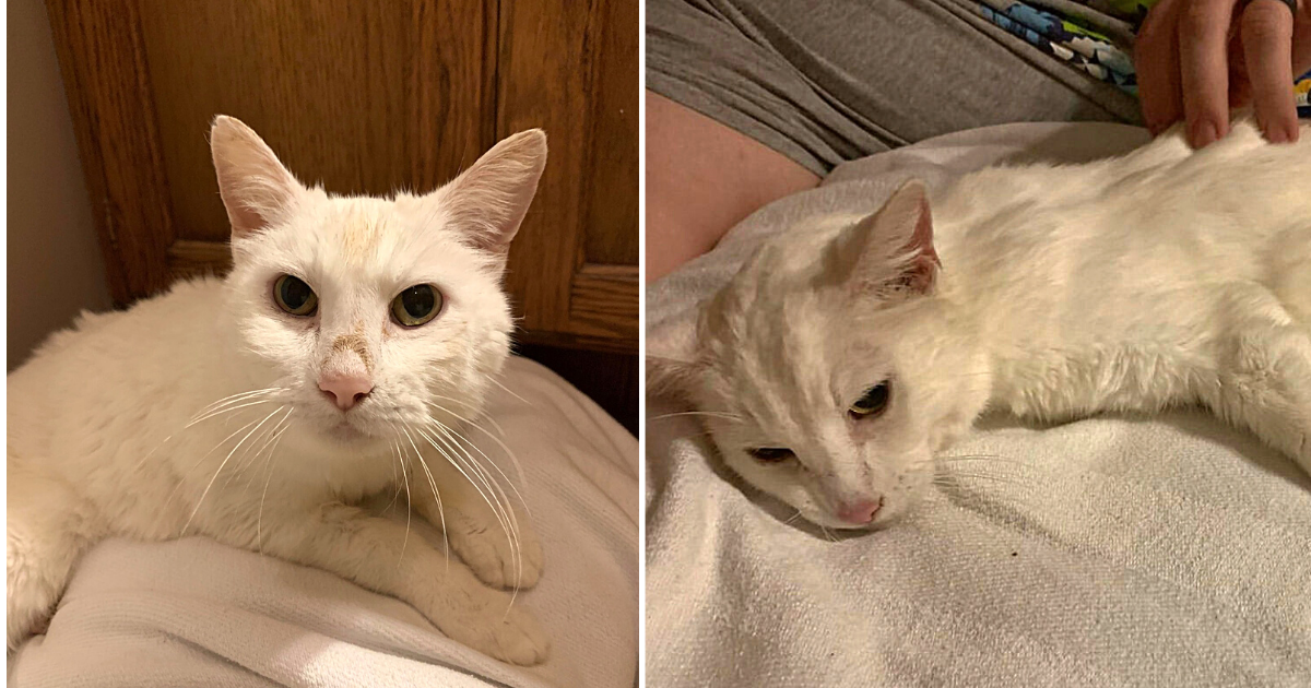 17-Year-Old Cat Poisoned at Restaurant So Grateful Someone Refused to Ignore Him