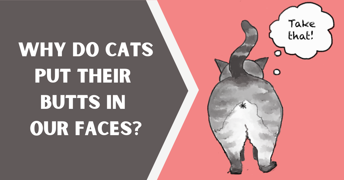 Why Do Cats Put Their Butts in Our Faces?