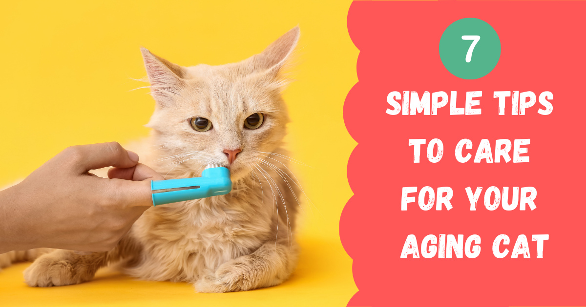 How Cats Change as They Age –  7 Simple Tips to Care for Your Aging Cat