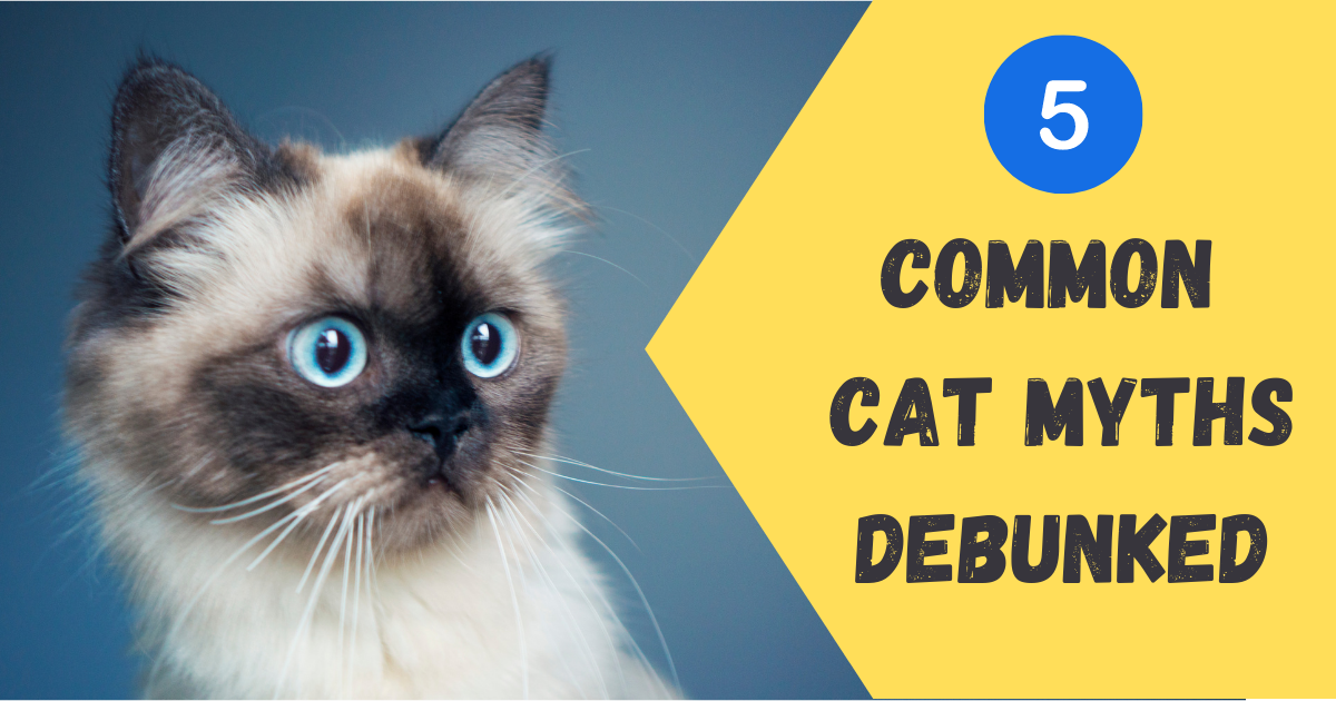 5 Common Myths About Cats Debunked