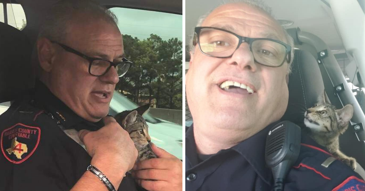 Officer Rushes to Rescue Kitten Cruelly Tossed Out of Car Onto Busy Highway