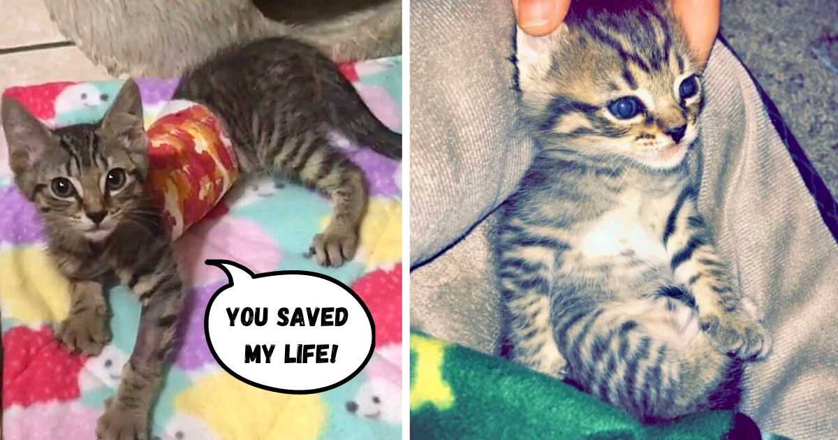 Kitten with Rare Condition Beats the Odds – He Deserved a Fighting Chance