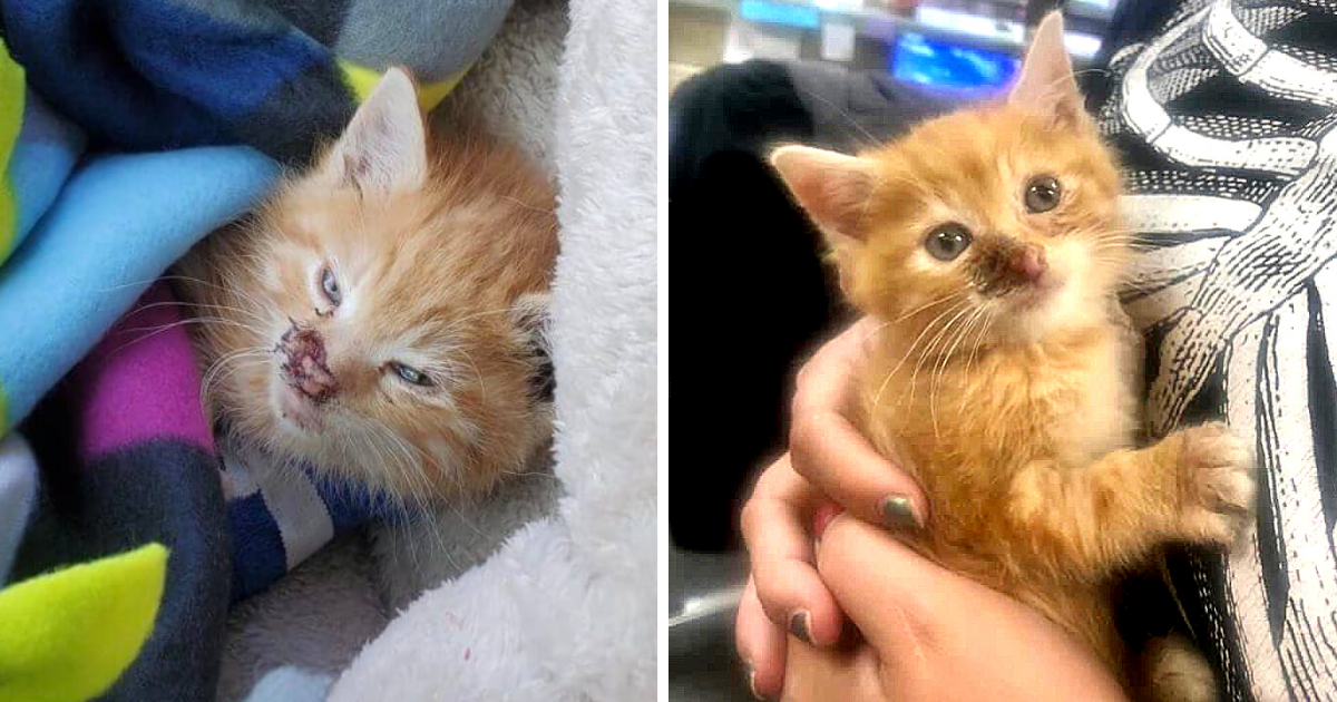 Kitten Struck by Chainsaw Brought Back from the Brink – Sweet & Loving Despite Pain