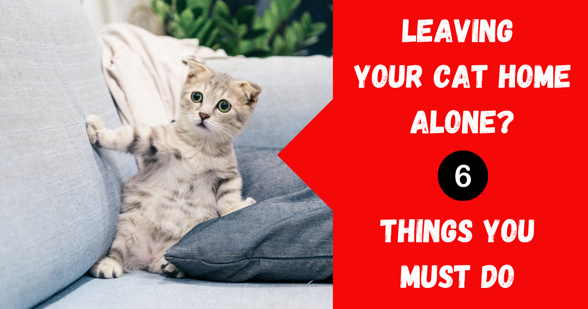 6 Things You Must Know Before Leaving Your Cat Home Alone